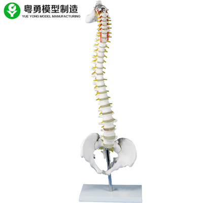 Lumbar Vertebrae Model Skeleton Simulator With Metal Stand Medical Teaching