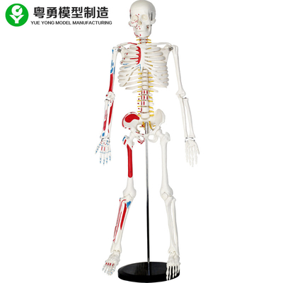 Plastic Life Size Human Skeleton Model With Muscles 85cm 2.0 Kg  Weight