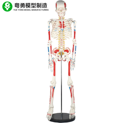 Adult Human Body Skeleton Model / Human Muscle And Skeleton Anatomy Model