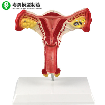 Human Uterus  Ovary Female Anatomical Model Vaginal Students Learning