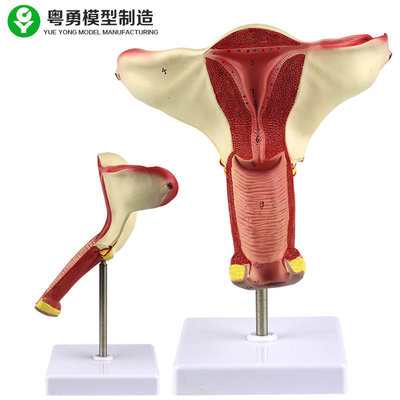 Human Uterus Anatomy Model / Vagina Uterus Ovary Model Teaching Demonstration Display