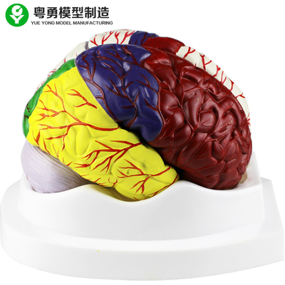 Human Brain Anatomy Model / Educational Plastic Brain Models PVC Material