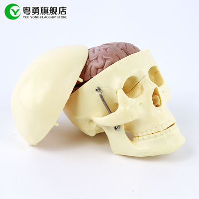 Medium Anatomy Skull Model / Human Plastic Skull With Brain Anatomical