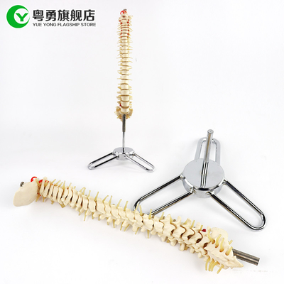 Medium Sized Spine Skeleton Model  / Spine Anatomy Model 10X38X10CM Size