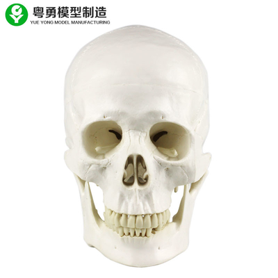 Human Anatomy Skull Model / Anatomy Type Life Size Medical Skull Model