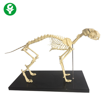 Skeletal Natural Bone Animal Anatomy Models / Anatomical Cat Skeleton Model