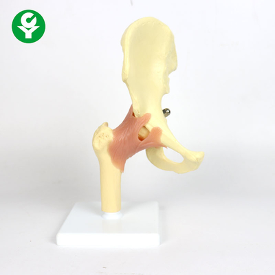 Plastic Anatomy Hip Joint Model For Teaching 0.6 Kg Single Gross Weight
