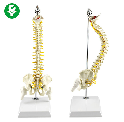 40CM Suspended Spine Skeleton Model Cord Nerve Roots Vertebra Artery Included