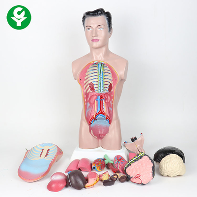 44cm High Human Body Torso Model / Anatomy Male Anatomy Model 3.0 Kg