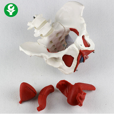 Human Pelvis Model With Muscles Floor Anatomical 38X35X25cm Single Package Size 