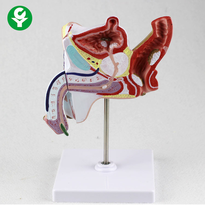 Anatomical Educational Body Parts Models Urogenital System Genitourinary Teaching