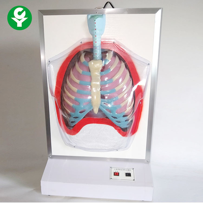 Electric Medical Training Manikins / Motion Human Respiratory System Model