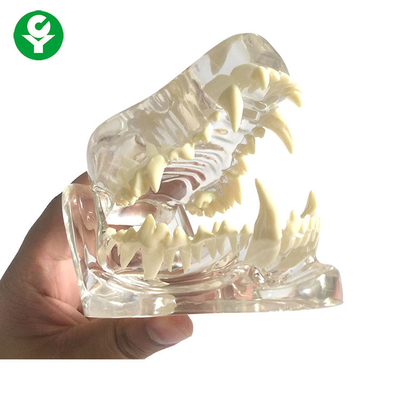 Anatomy Dog Skull Jaw Bone Transparent / Dental Dog Teeth Model PVC Material